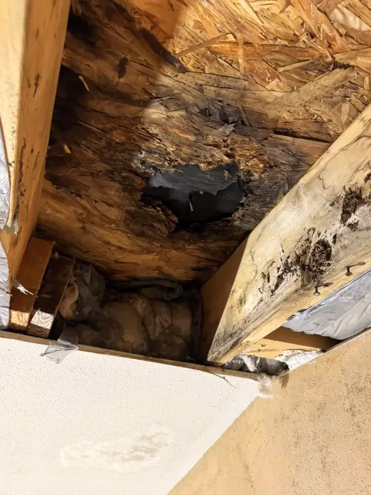 Rotted, mould-stained roof decking and rafters seen from inside an attic where a leak has gone untreated